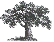 Lauderdale Tree Arborist