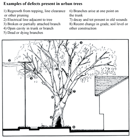 Tree and Home Diagram
